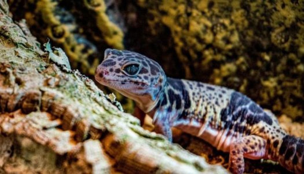 Das Terrarium für Leopardgeckos