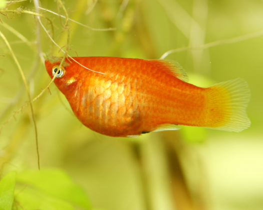 Ein orangener Platy schwimmt zwischen Pflanzen herum