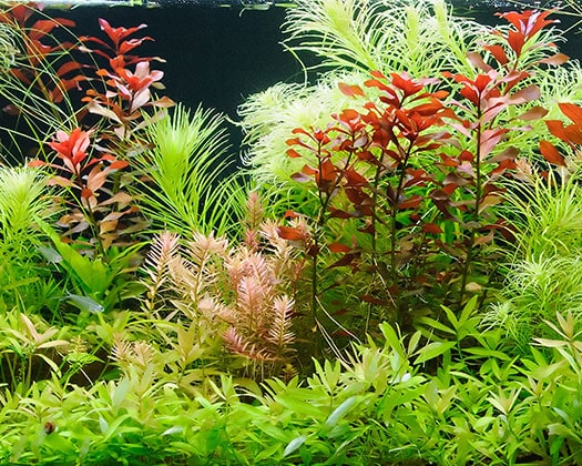 Paludarium